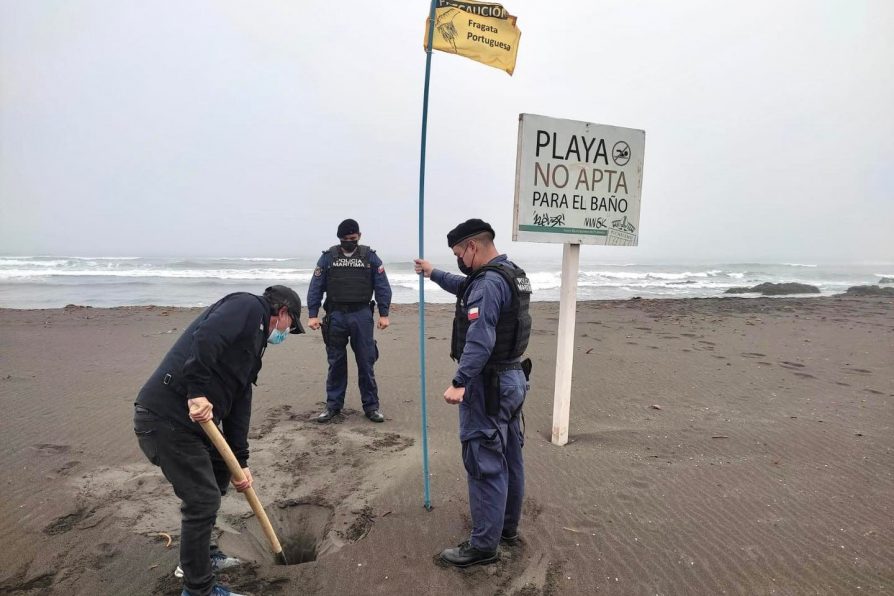 Se declara prohibición de baño en playas de Pichilemu por presencia de Fragata Portuguesa